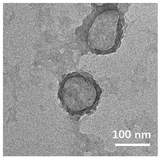 Polyphenol nano-reactor and preparation method and application thereof