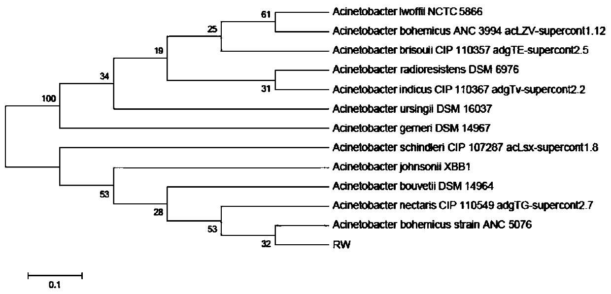 Acinetobacter rhizosphaerae capable of efficiently removing phosphorus and application thereof