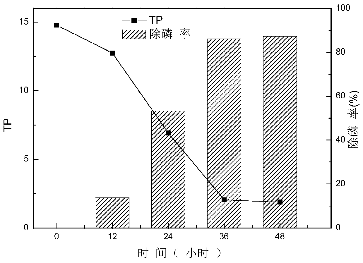 Acinetobacter rhizosphaerae capable of efficiently removing phosphorus and application thereof