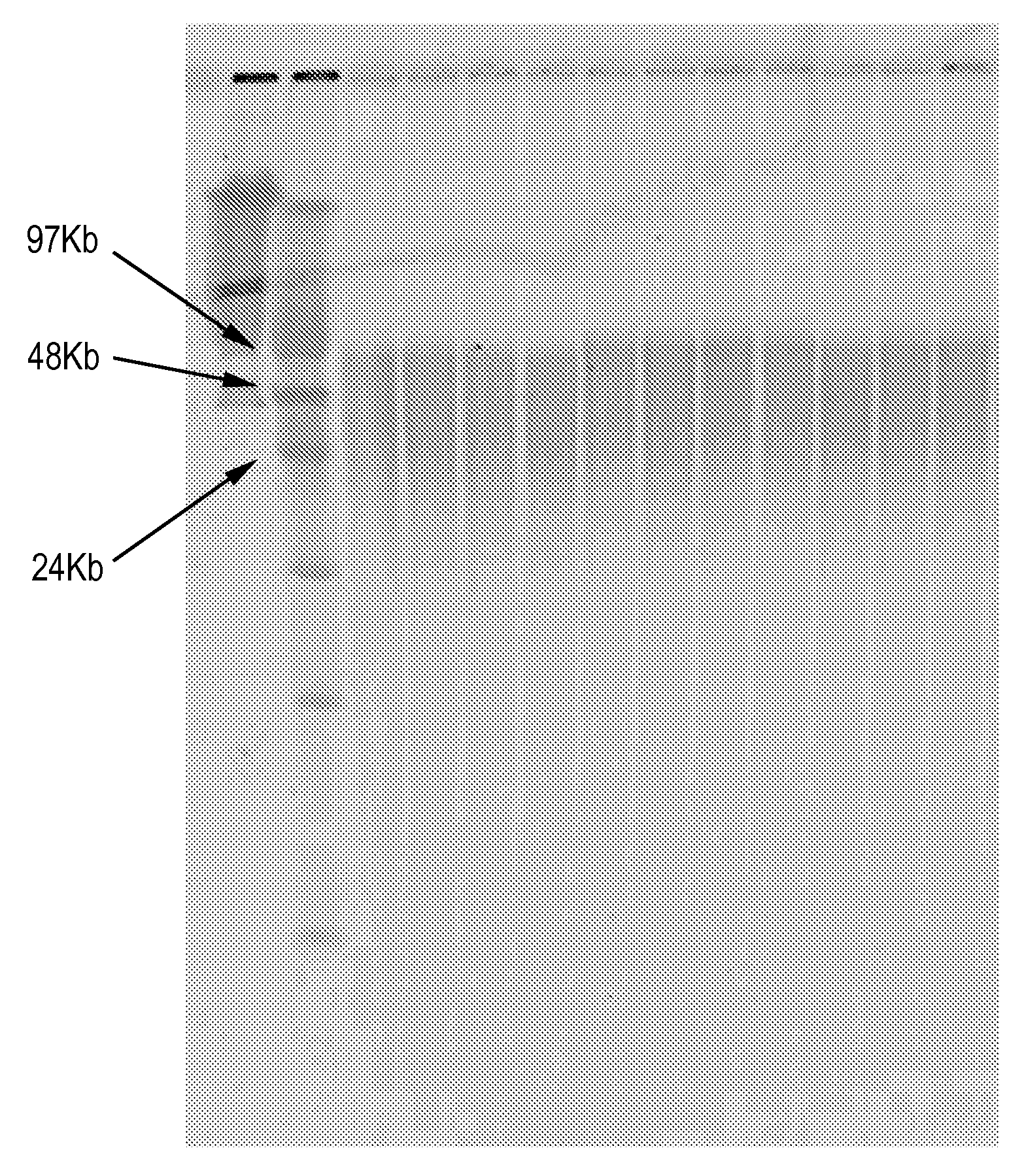 Nucleic acid purification method