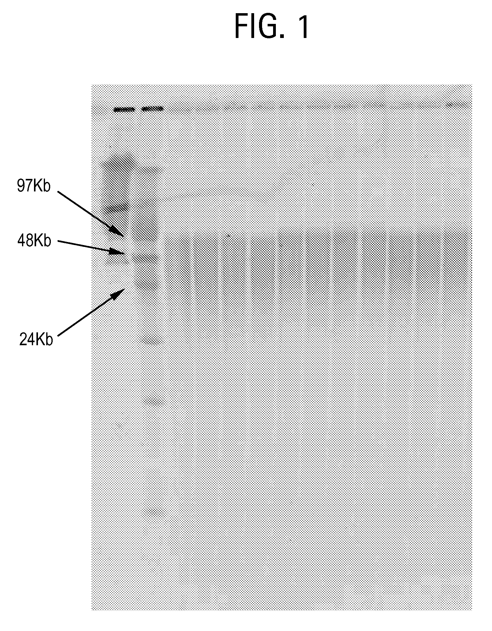 Nucleic acid purification method