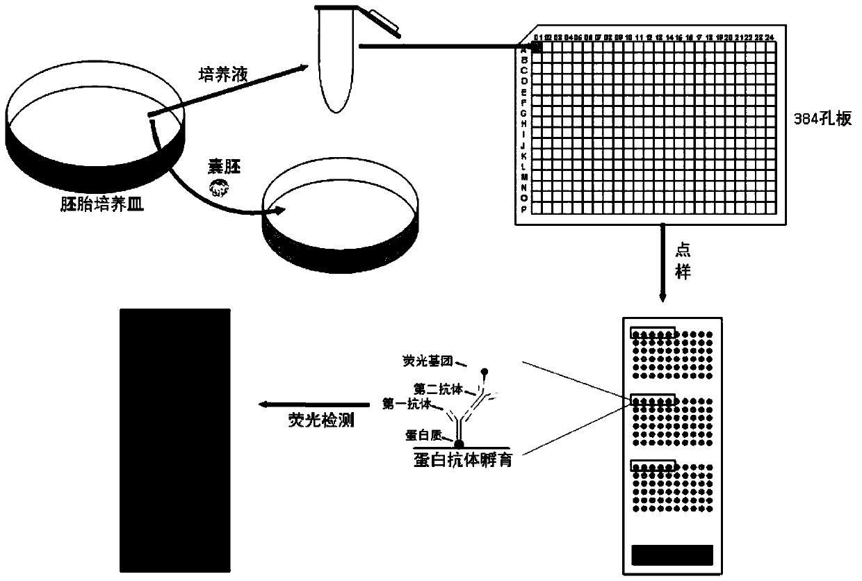 A method for judging the quality of blastocysts using protein chips