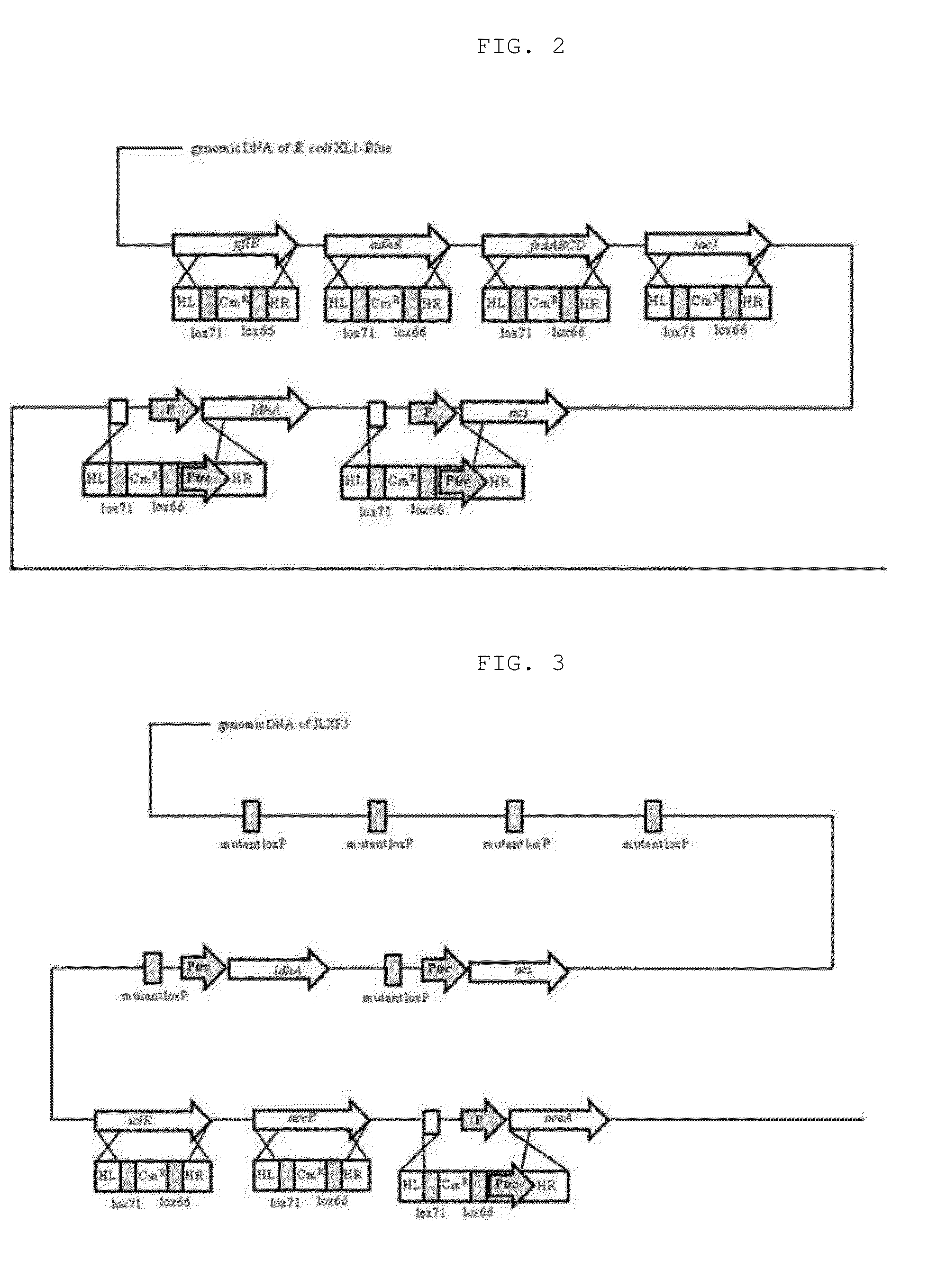 Recombinant microorganism having ability to produce [lactate-co-glycolate] copolymer from glucose, and method for preparing [lactate-co-glycolate] copolymer using same