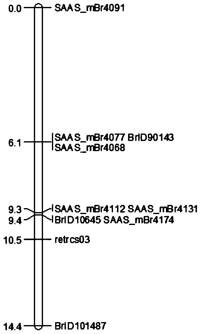 Molecular markers closely linked to Chinese cabbage turnip mosaic virus resistance gene retrcs03 and its application