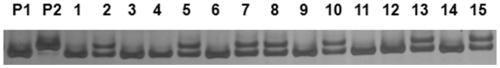 Molecular markers closely linked to Chinese cabbage turnip mosaic virus resistance gene retrcs03 and its application