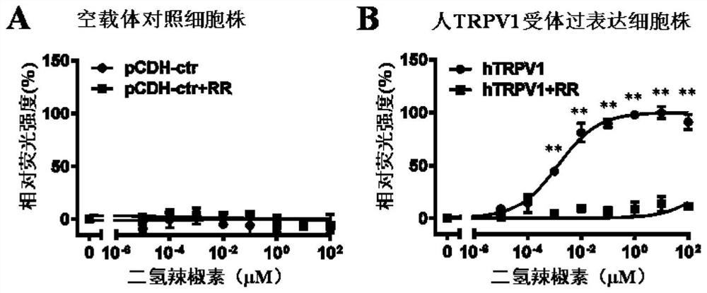 Evaluation method of overexpression cell strain based on human TRPV1 receptor