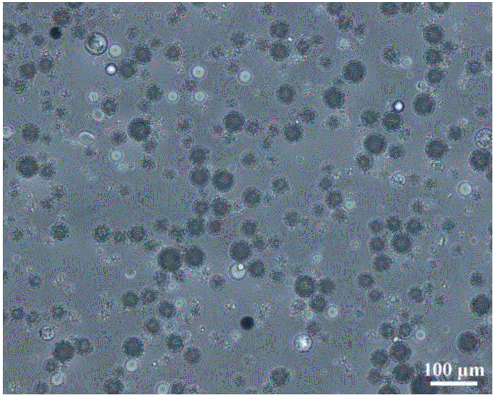 Chemoembolization microspheres with microwave hyperthermia sensitization function, and preparation method and application thereof