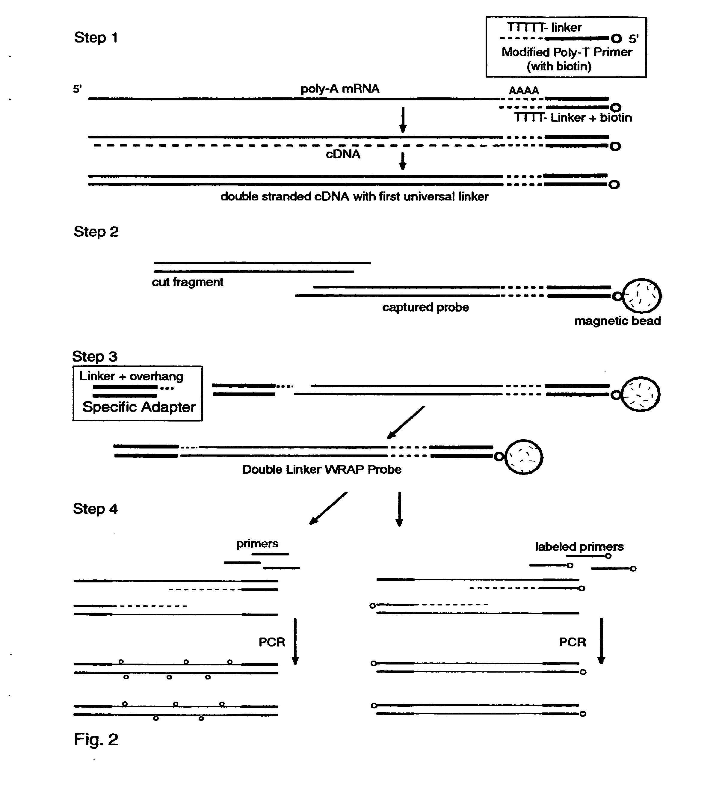 System and Methods to Quantify and Amplify Both Signaling and Probes for cDNA Chips and Gene Expression Microarrays