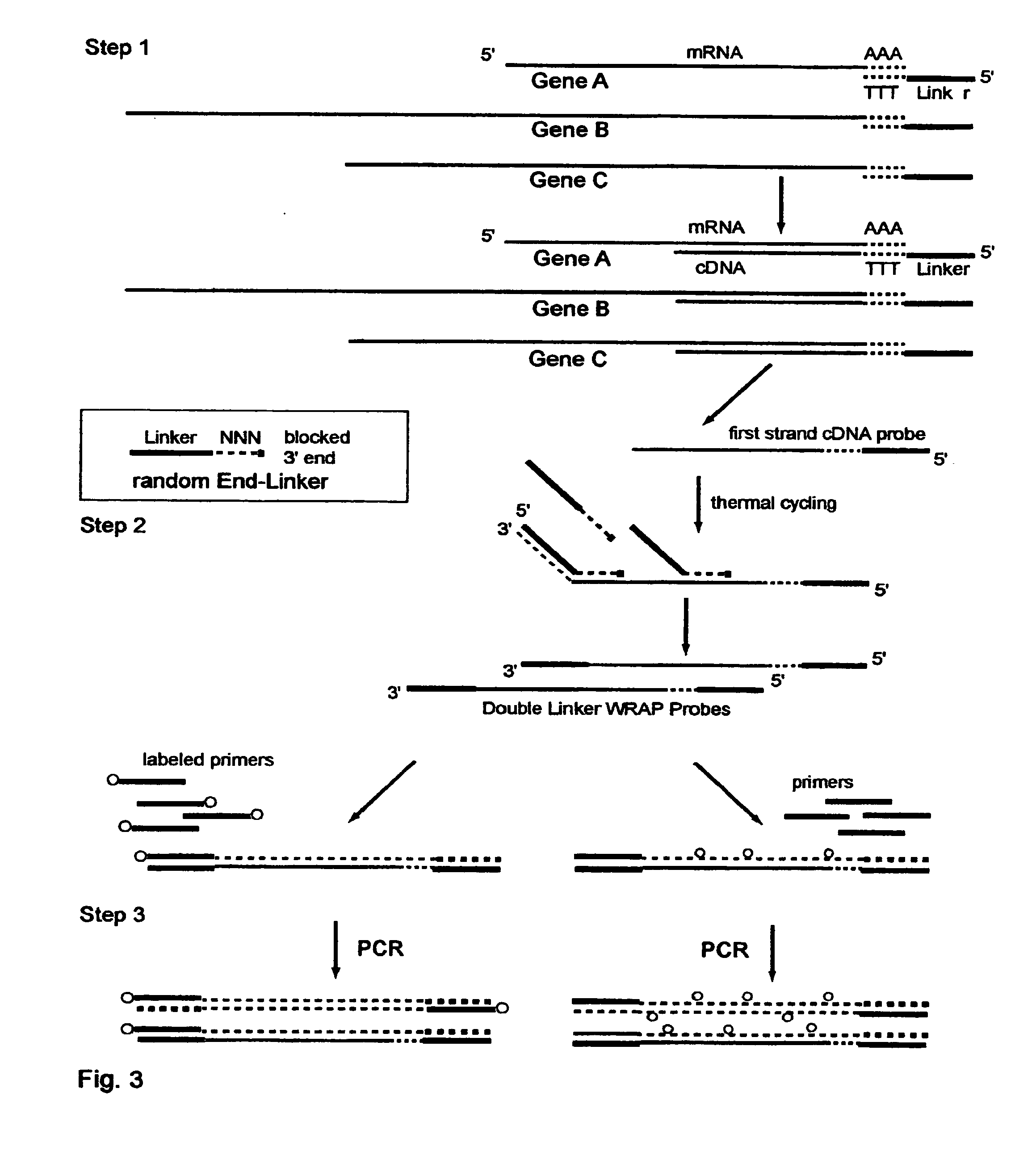 System and Methods to Quantify and Amplify Both Signaling and Probes for cDNA Chips and Gene Expression Microarrays