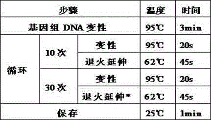 Primers, probe, fluorescent PCR kit and method for detecting human HLA-B*1301 gene