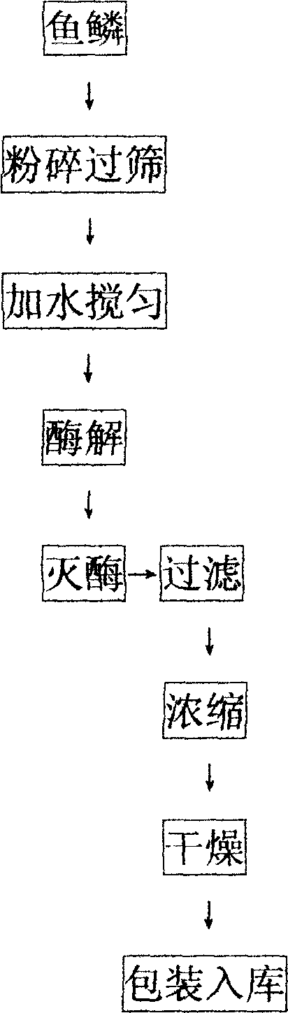 Method for extracting small molecule collagen protein from fish scale utilizing enzyme engineering technique