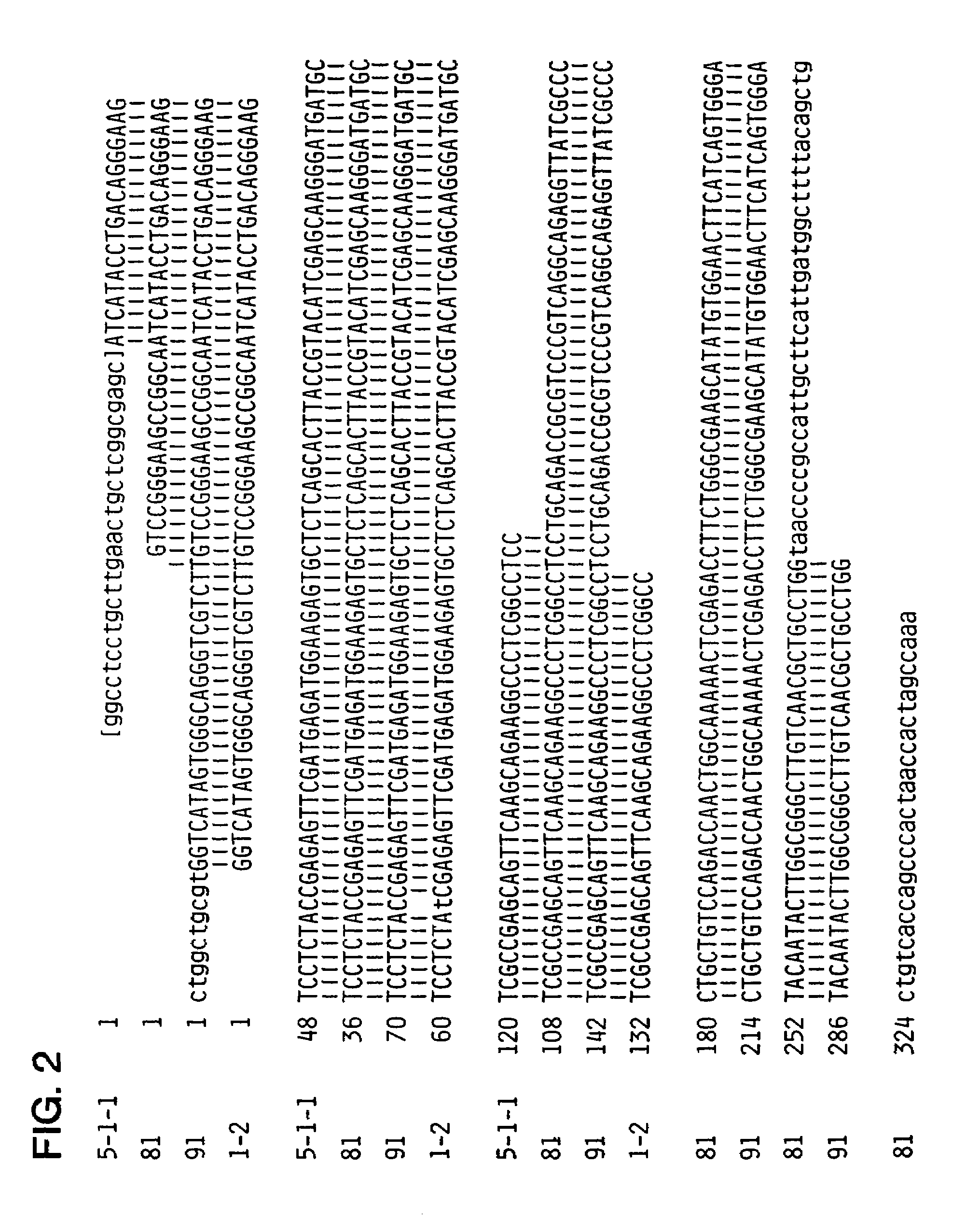 NANBV diagnostics and vaccines