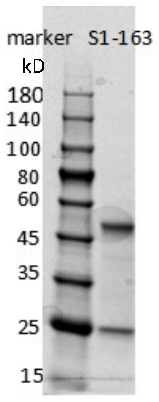 Humanized anti-novel coronavirus neutralizing antibody nCoV-163 and application thereof