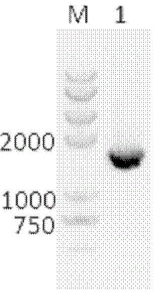 Promoter and terminator of 3-phosphoglyceraldehyde dehydrogenase and application thereof