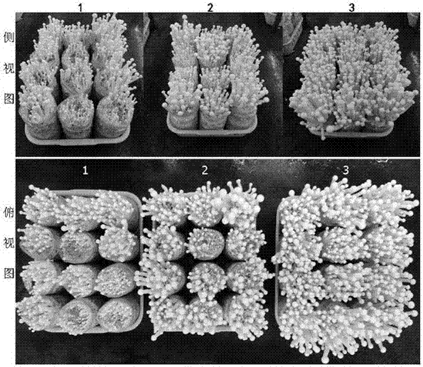 Hypsizigus marmoreus cultivation method