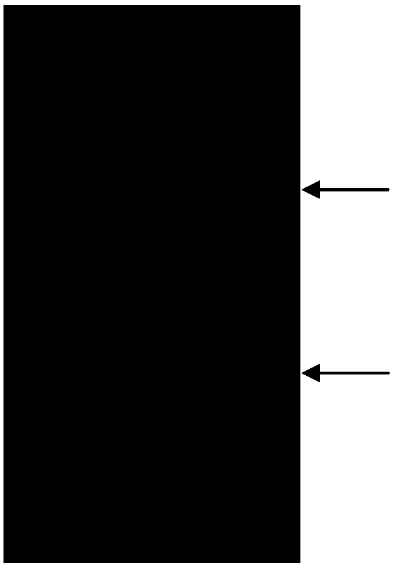 Method for extracting and purifying antibody by utilizing magnetic beads