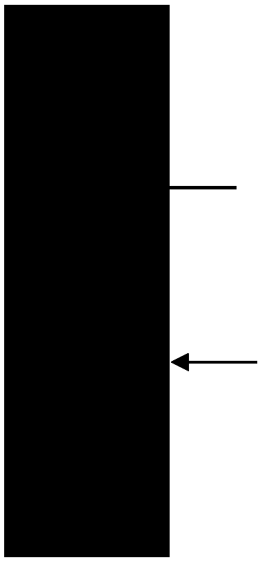 Method for extracting and purifying antibody by utilizing magnetic beads