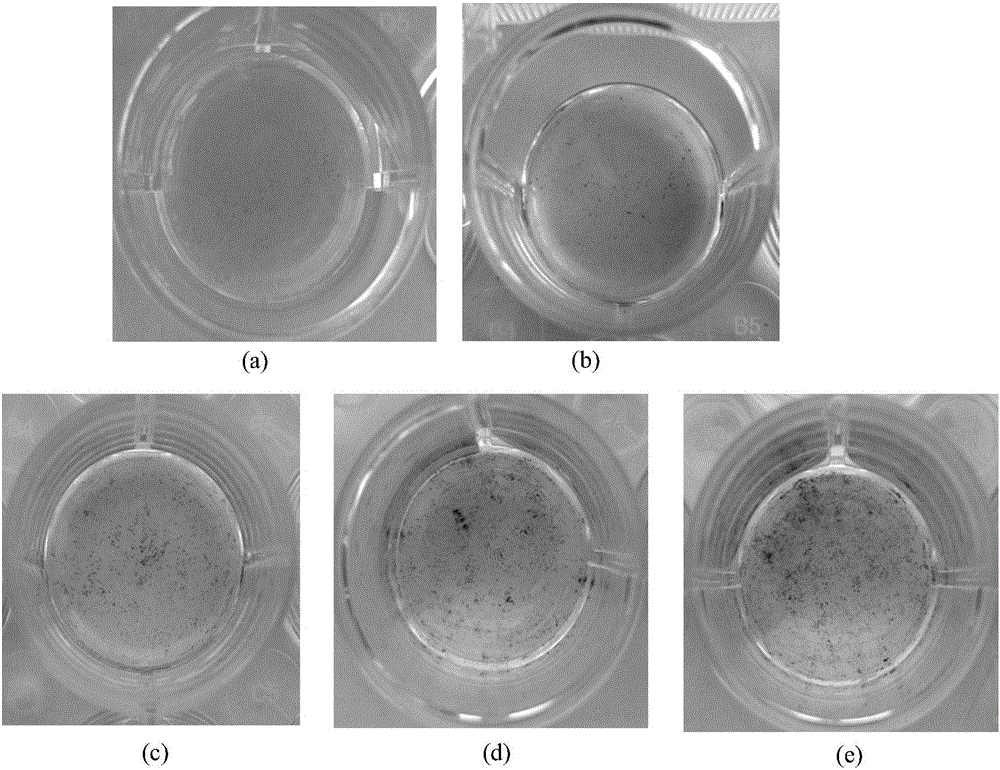 Application of oncostatin M in preparation of products for promoting mesenchymal stem cells to be in vitro directionally differentiated into bone cells