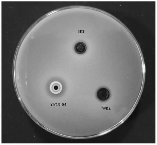 Klebsiella oxytoca and application thereof