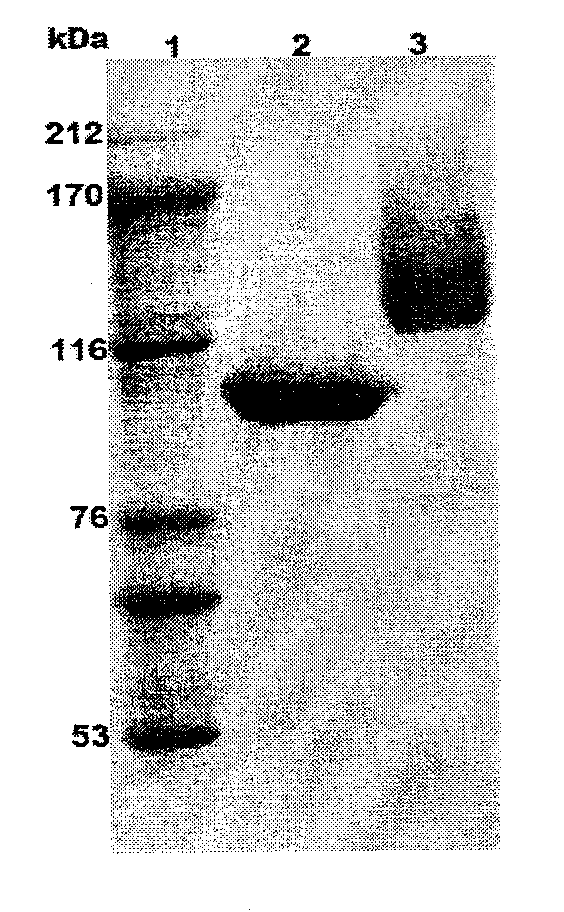 Eosinophilic lactase BGALA, gene and application thereof