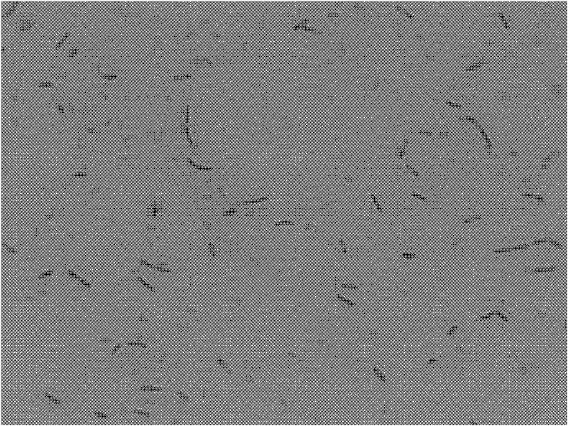 Bacillus pumilus, feed additive thereof, premix, and feed mildewproof agent