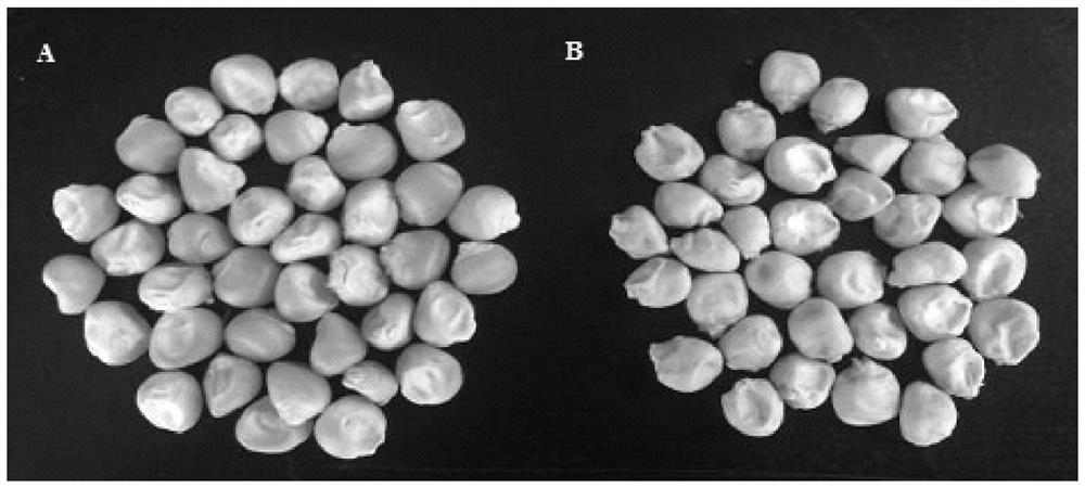 Mutation site of opaque2 gene in Zheng 58/opaque2 near-isogenic line and its application