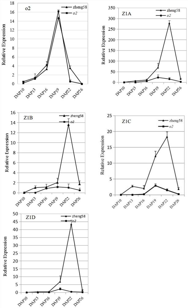 Mutation site of opaque2 gene in Zheng 58/opaque2 near-isogenic line and its application