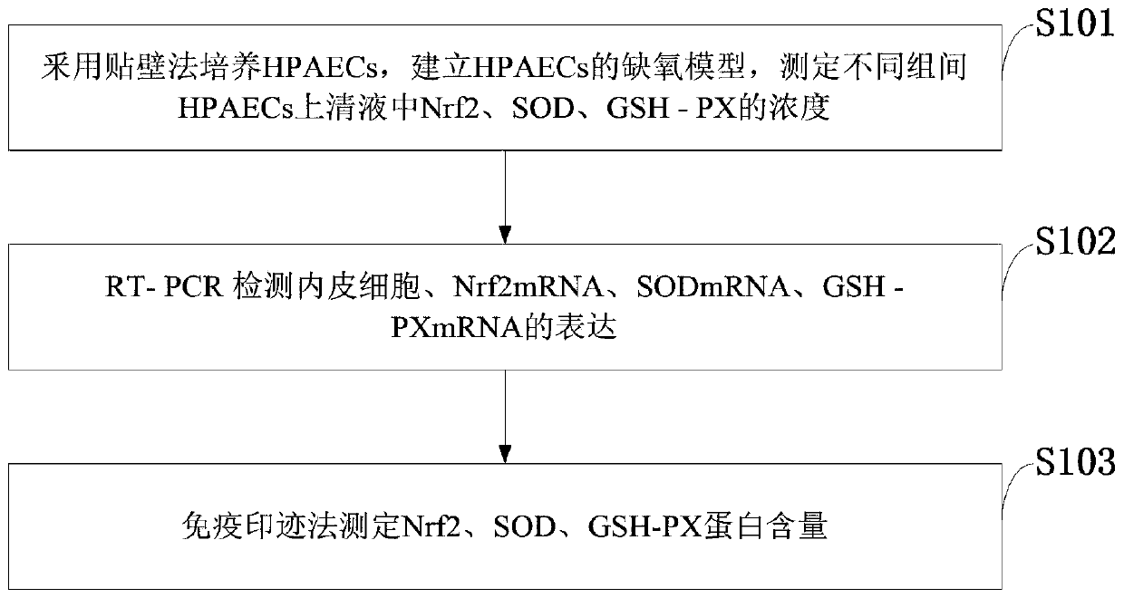 Nrf2/ARE low-oxygen expression and measuring method of protective effects of Nrf2/ARE and astragalus polysaccharides