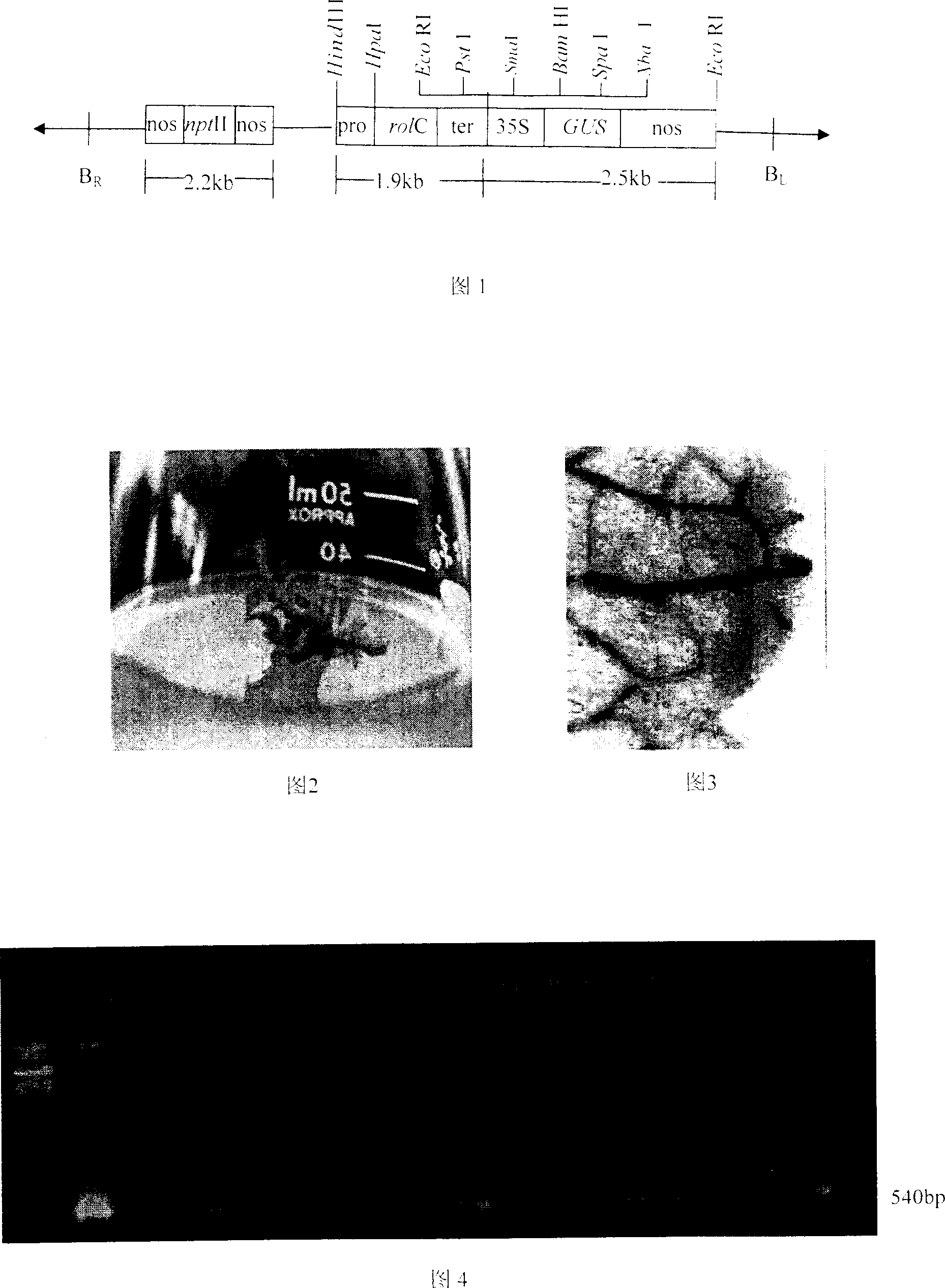 Method for improving agrobacterium-mediated malus plant conversion efficiency by using ultrasonic