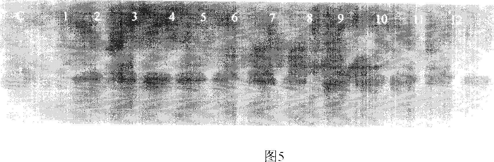 Method for improving agrobacterium-mediated malus plant conversion efficiency by using ultrasonic