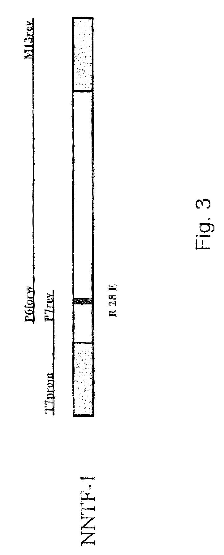 Ciliary neurotrophic factor variants