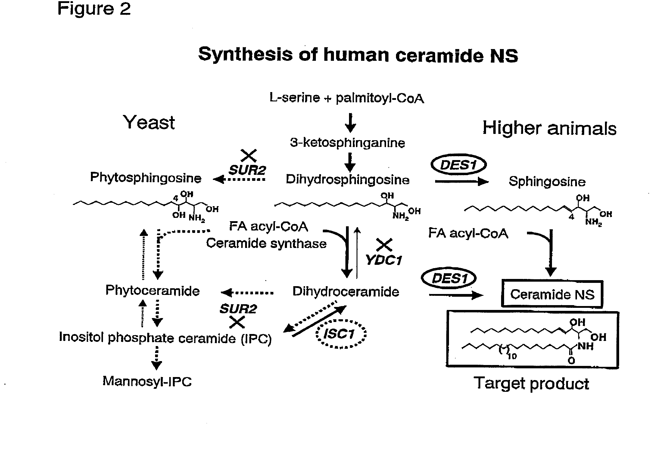 Methods for producing ceramide using transformed yeast