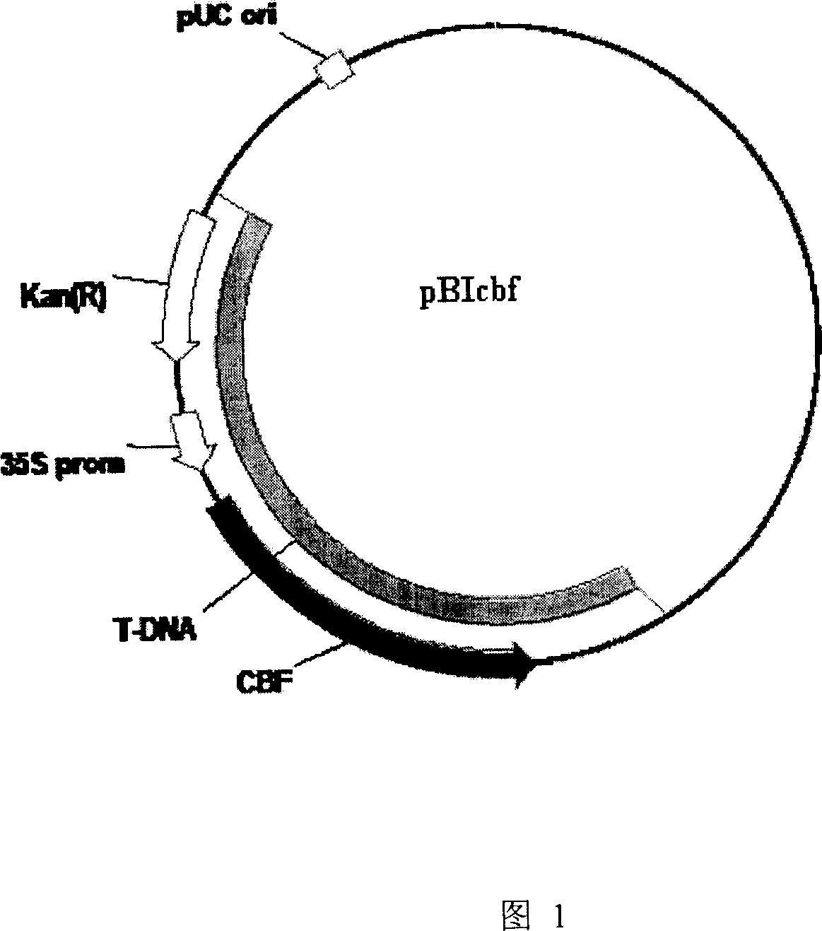 Descurainiasophia DsCBF gene, preparation method and application thereof