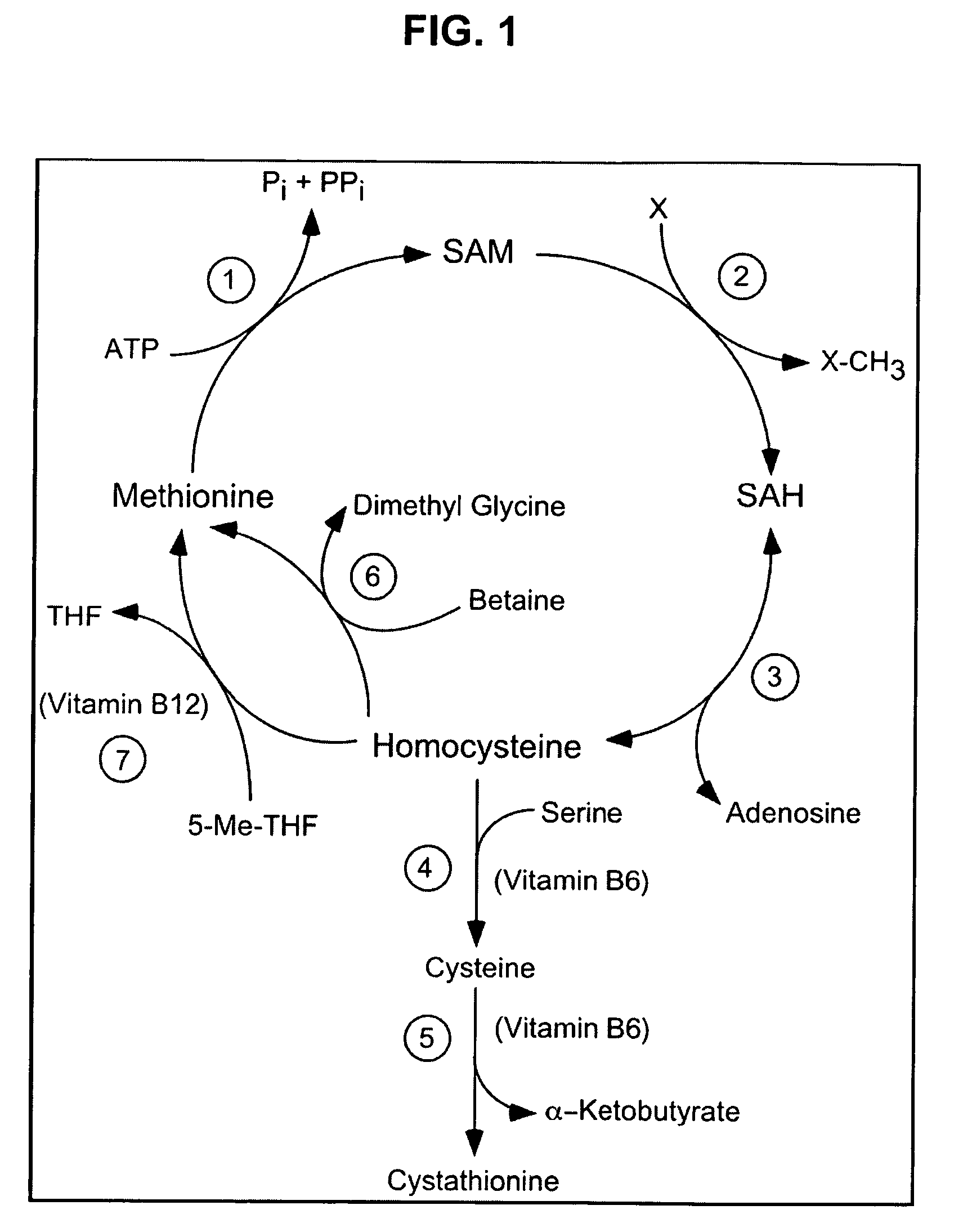 Compositions and methods for enhancing cognitive function