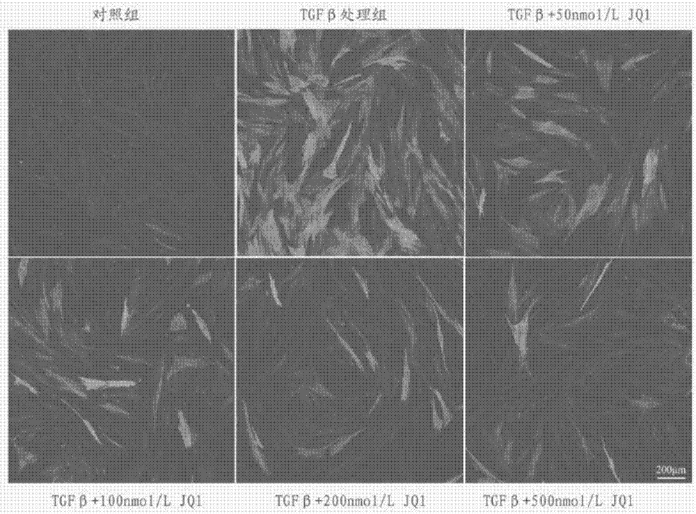 Application of BRD4 inhibitor JQ1 in corneal scar inhibition