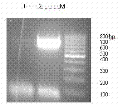 Method for constructing transgenic Nosema bombycis