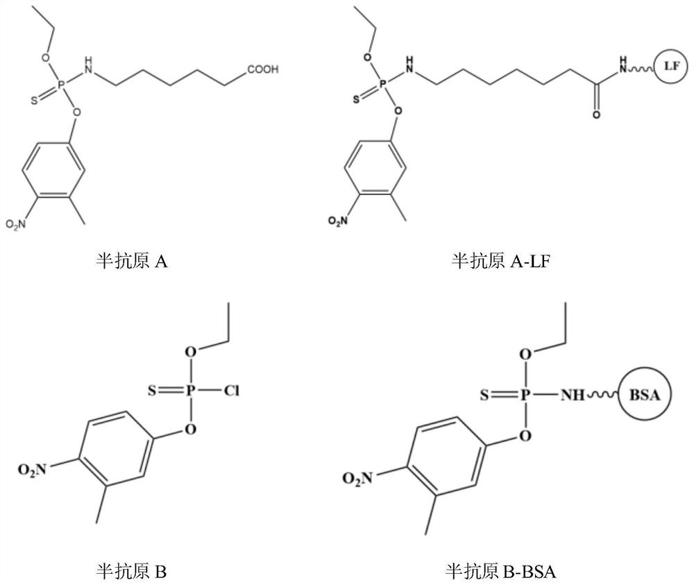 Preparation and application of nano antibody capable of specifically recognizing fenitrothion