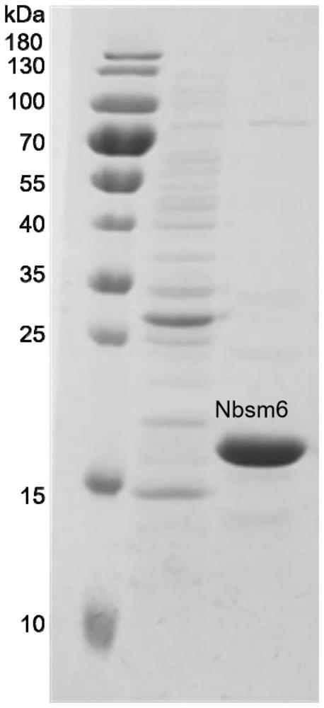 Preparation and application of nano antibody capable of specifically recognizing fenitrothion