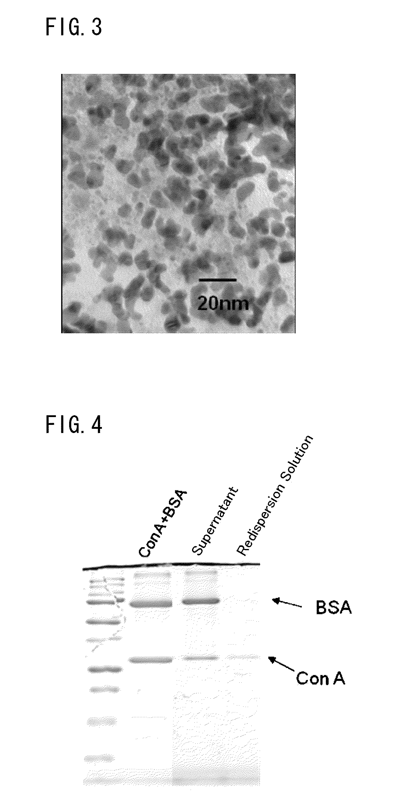 Method for concentrating viruses, method for concentrating cells or bacteria, and magnetic composite