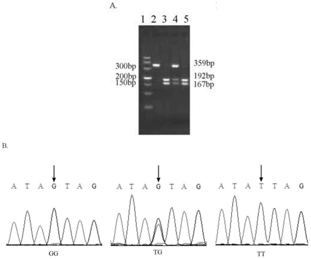 Eriocheir sinensis sexual precocity property related SNP marker and its application