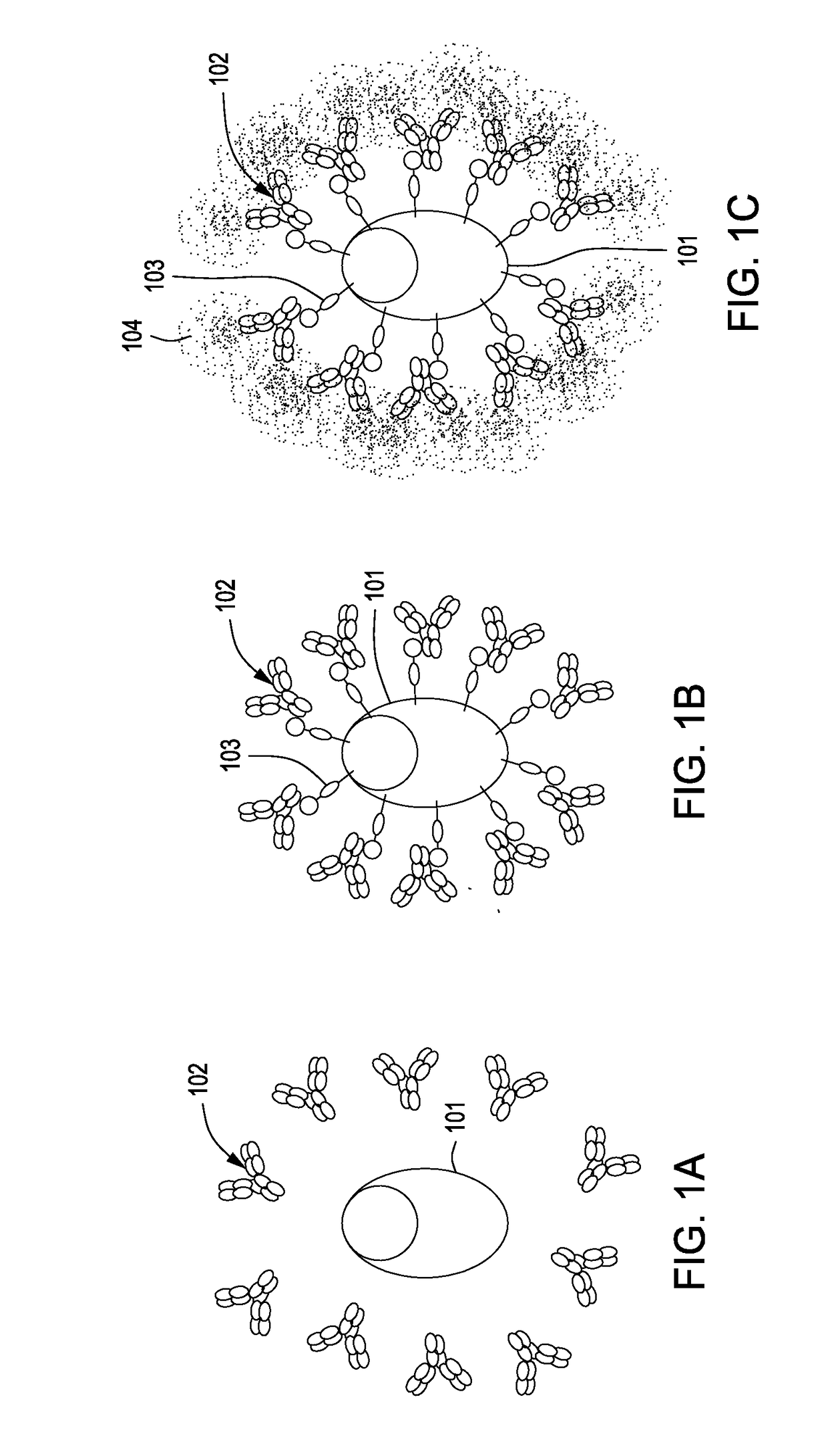 Enhanced production of immunoglobulins