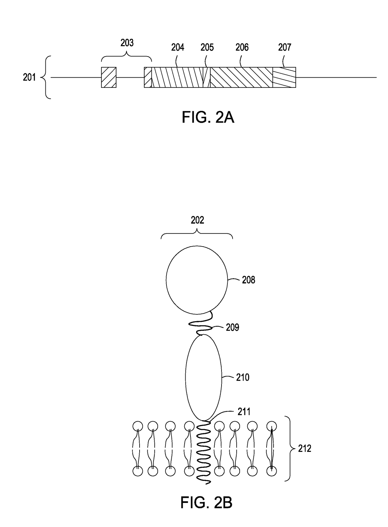 Enhanced production of immunoglobulins