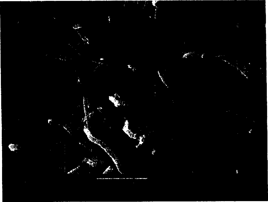 Plasma method for preparing nano carbon material using coal liquefied residue as raw material