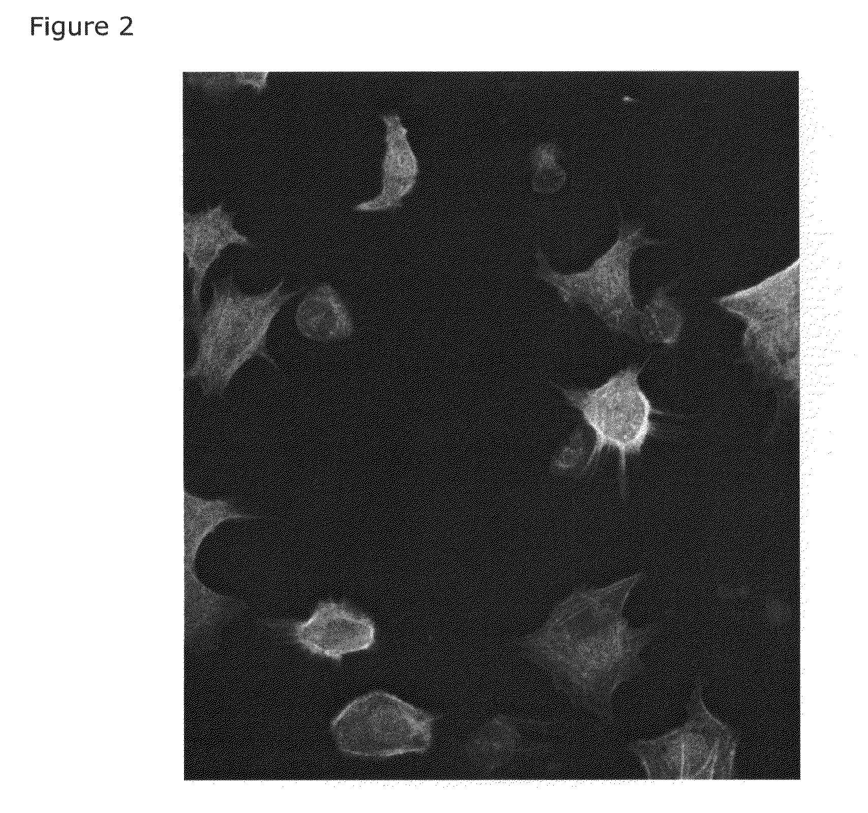 Bioactive peptide for cell adhesion