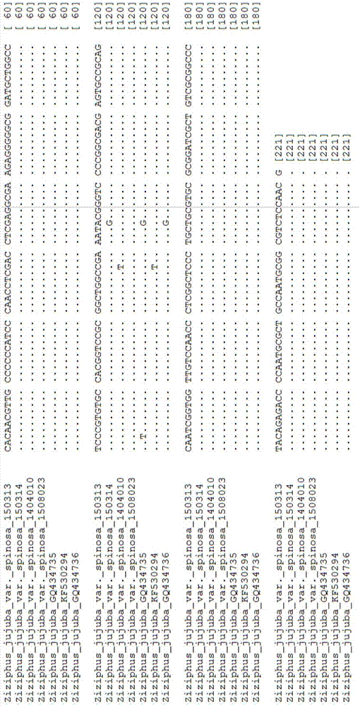 DNA barcode identification method of medical and edible material spina date seed and its fake product