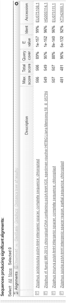 DNA barcode identification method of medical and edible material spina date seed and its fake product