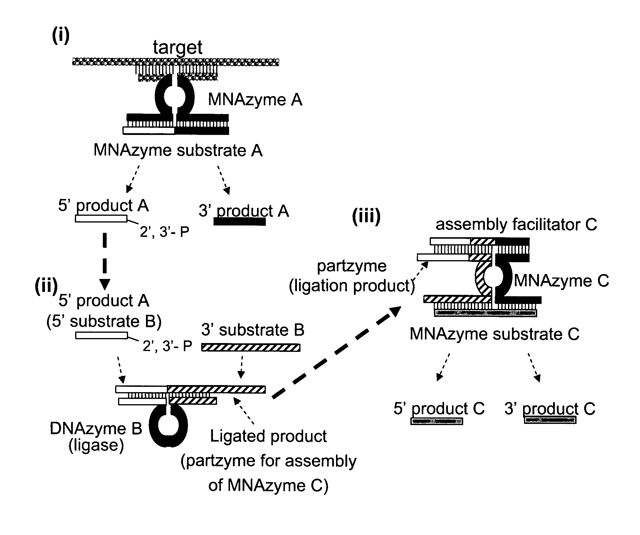 Nucleic acid enzymes and complexes and methods for their use