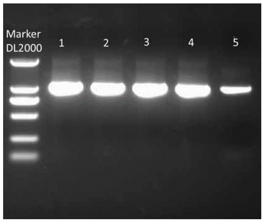 Metagenome-derived beta-mannanase, and encoding gene and expression thereof