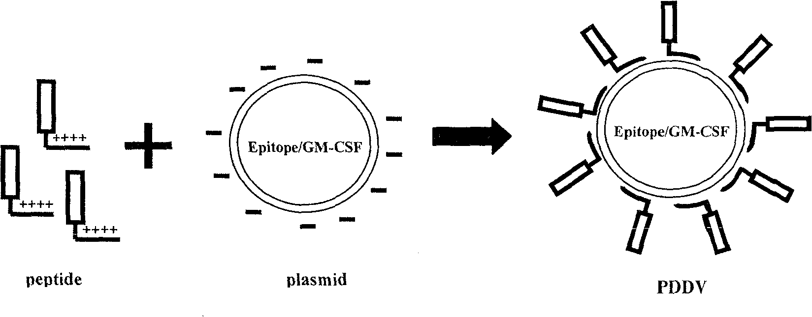 Peptide-DNA double vaccine based on T-cell epitope for anti-Schistosoma japonicum infection