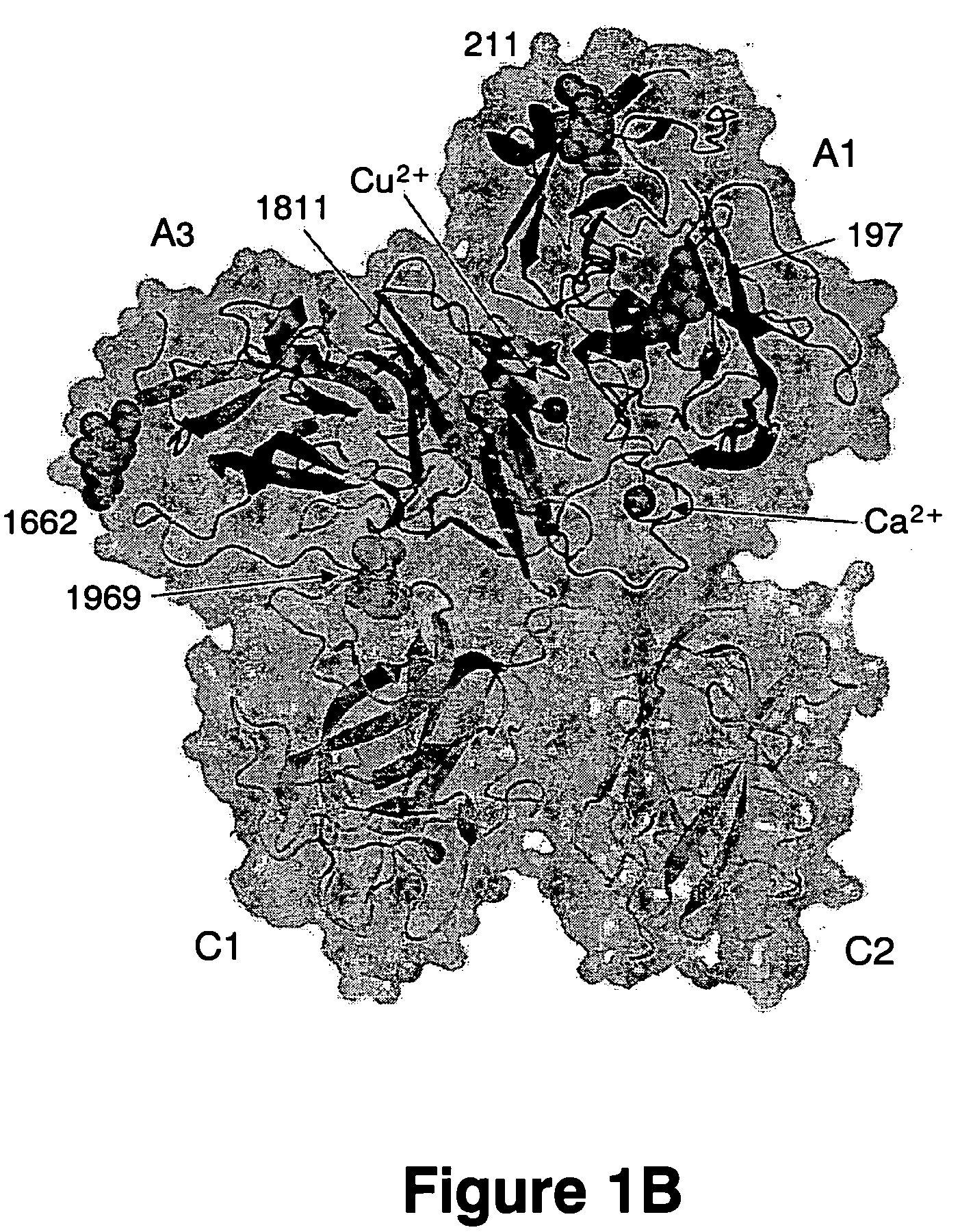 Crystal structure of factor Vai and method for identifying blood factor Va modulators